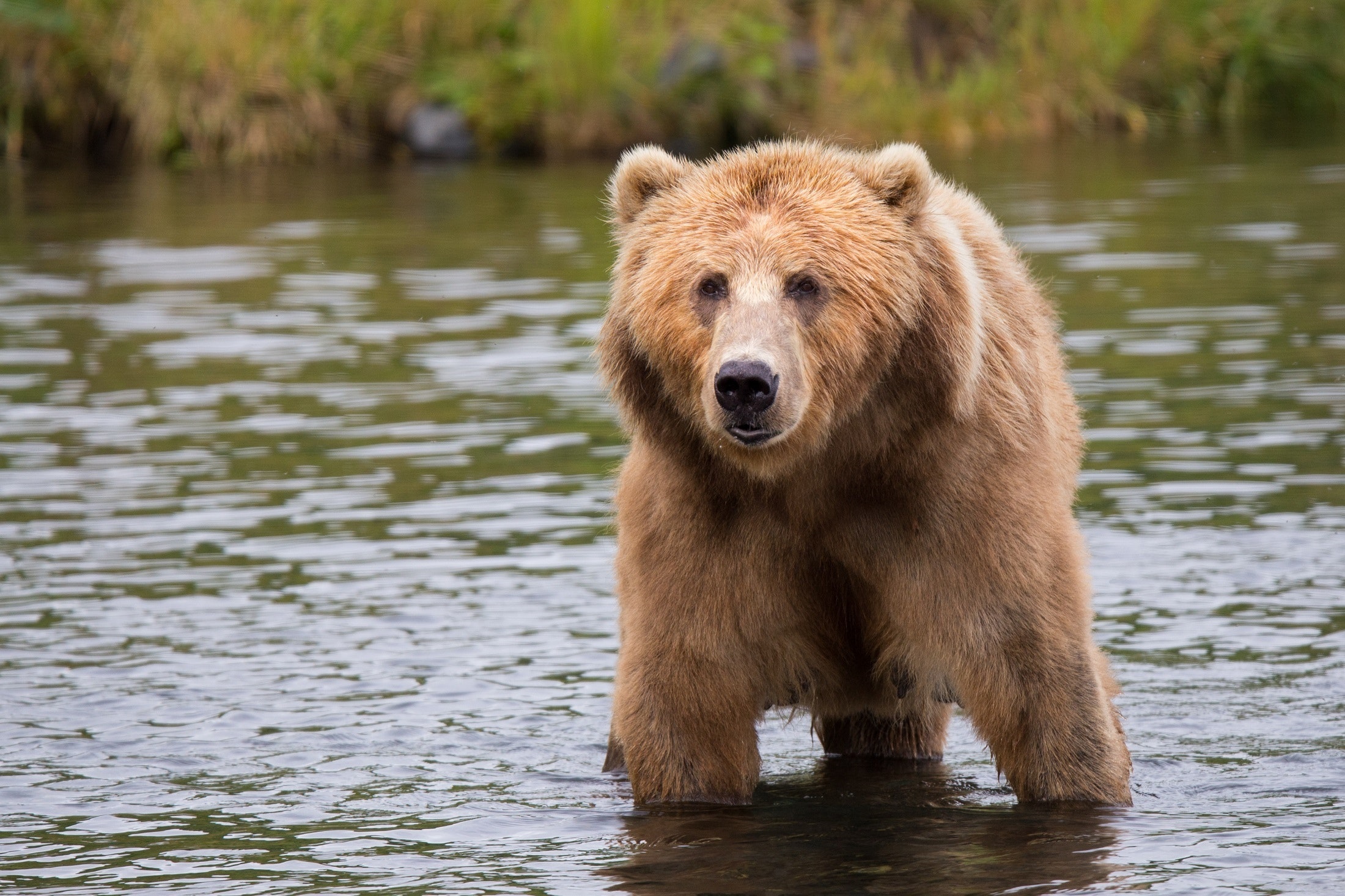 A photo of a bear